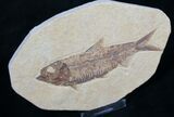 Knightia Fossil Fish - Wyoming #7584-1